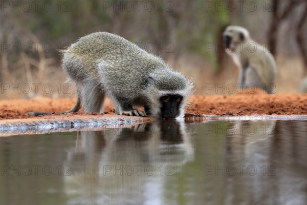 Vervet Monkey (Chlorocebus pygerythrus), adult, drinking, at the water, Kruger National Park,
