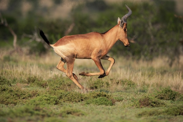 Red hartebeest (Alcelaphus buselaphus caama), Kaama, adult, running, jumping, Mountain Zebra