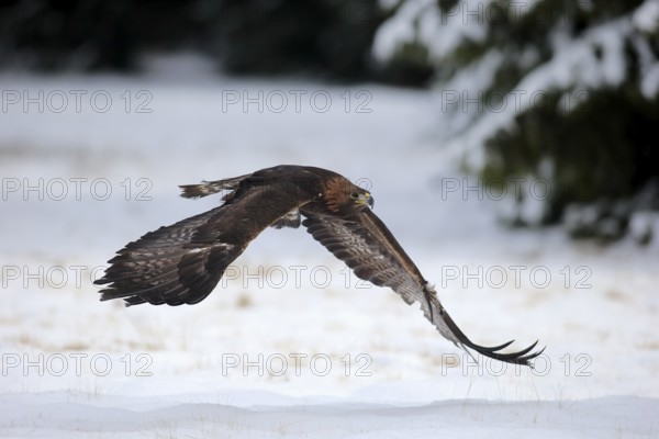 Golden eagle (Aquila chrysaetos), adult flying, in the snow, in winter, Zdarske Vrchy,
