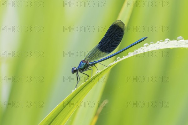 A Banded demoiselle (Calopteryx splendens), male, sitting on a reed leaf with water droplets,