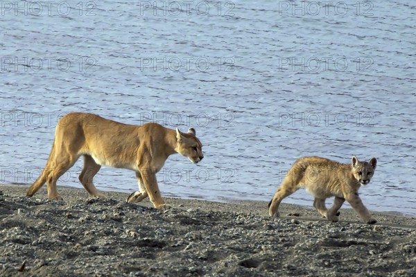 Cougar (Felis concolor patagonica) 8-month-old cubs and females Torres del Paine NP, Chile, South
