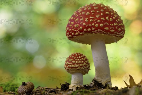 Fly agaric (Amanita muscaria), small and large fruiting bodies, North Rhine-Westphalia, Germany,