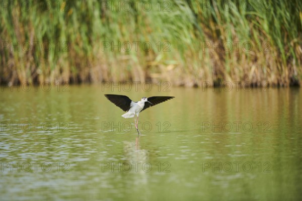 Black-winged stilt (Himantopus himantopus) landing in the water, Camargue, France, Europe