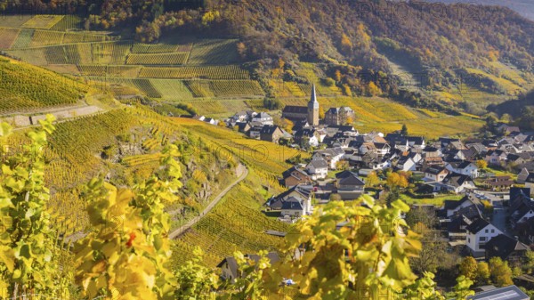 Vineyards in autumn, Mayschoß with parish church, red wine growing region Ahrtal, red wine of the