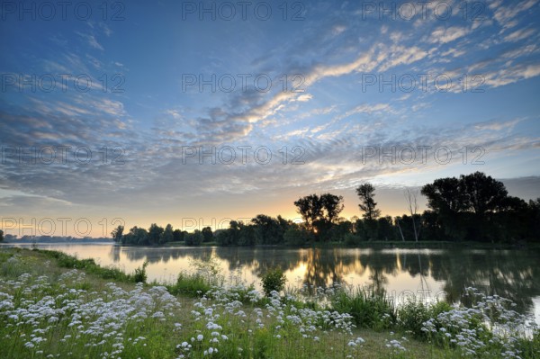 Morning glow on the Old Rhine with valerian (Valeriana officinalis) and deciduous trees, Xanten,