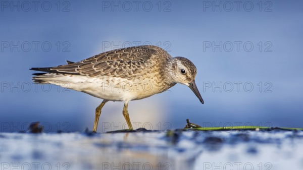 Knot, red knot (Calidris canutus) Transition from breeding to slack dress, snipe bird, foraging on