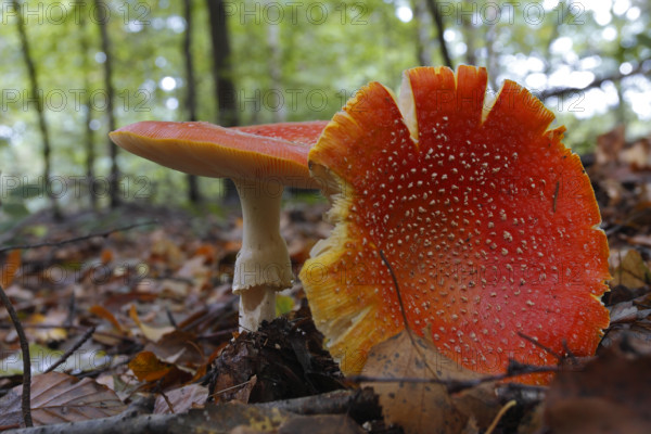 Fly agaric (Amanita muscaria), two fly agarics in autumn leaves in flat perspective, Saxon