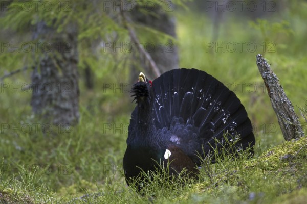 Western capercaillie (Tetrao urogallus) male displaying at courting ground, lek in coniferous