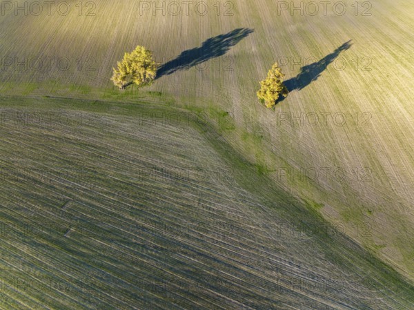 Cultivated fields in winter in the Campiña Cordobesa, the fertile rural area south of the town of