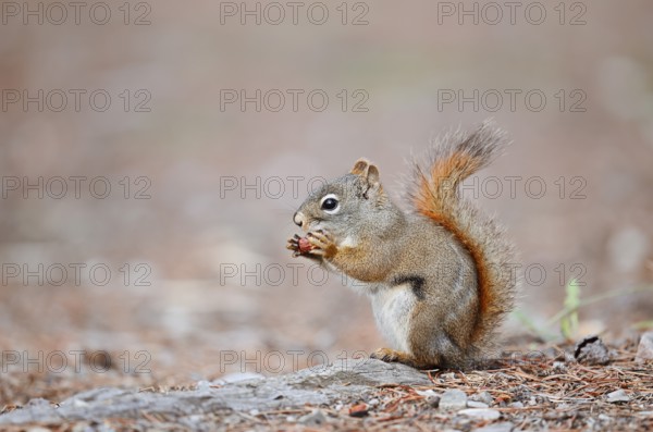 American red squirrel (Tamiasciurus hudsonicus) sits feeding on the forest floor, Jasper National