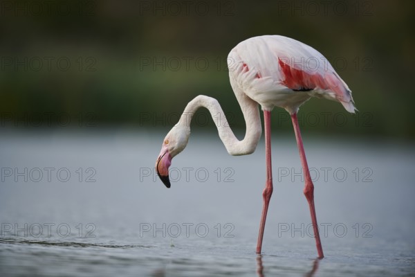 Greater Flamingo (Phoenicopterus roseus) walking in the water, Parc Naturel Regional de Camargue,