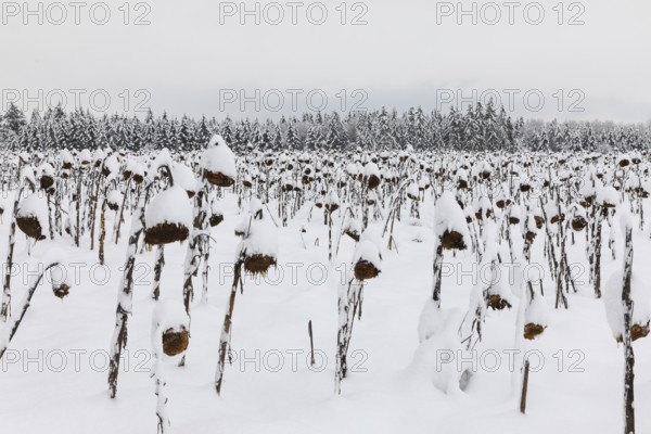 Sunflower field in the snow (Helianthus annuus), winter, Göggingen, Krauchewies, Upper Danube