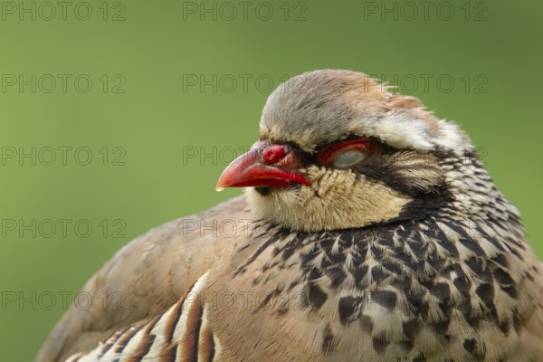 Red legged or French partridge (Alectoris rufa) adult bird sleeping, Norfolk, England, United