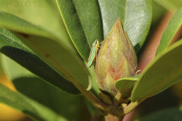 Rhododendron (Rhododendron) leafhopper (Graphocephala fennahi) sitting on flower bud of a