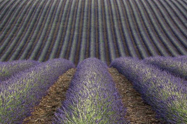 Wavy lavender field, flowering true lavender (Lavandula angustifolia), D56, between Valensole and