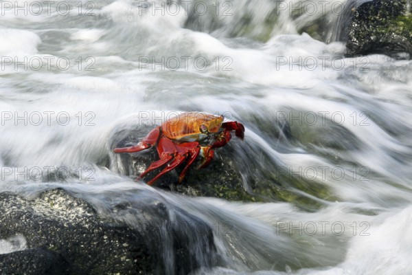 Sally lightfoot crab (Grapsus grapsus), red rock crab, abuete negro in the surf, Las Bachas Bay on
