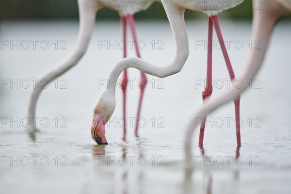 Greater Flamingos (Phoenicopterus roseus) standing in the water, portrait, Parc Naturel Regional de