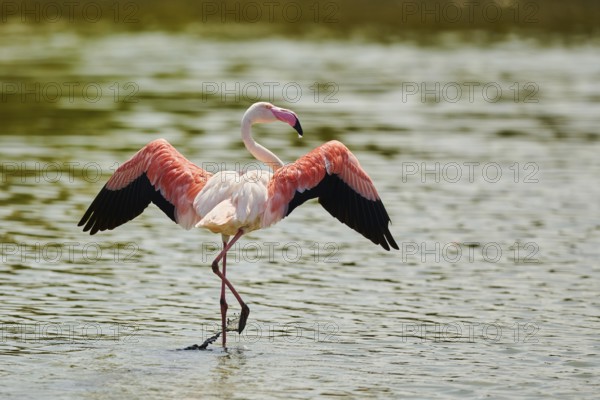 Greater Flamingo (Phoenicopterus roseus) standing in the water shaking its wings, Parc Naturel