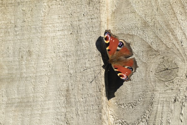 Peacock butterfly (Aglais io) adult resting on a garden fence, Suffolk, England, United Kingdom,