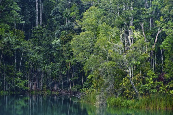 Australian jungle, rainforest with crater lake Lake Eacham, Atherton tablelands, Cairns,
