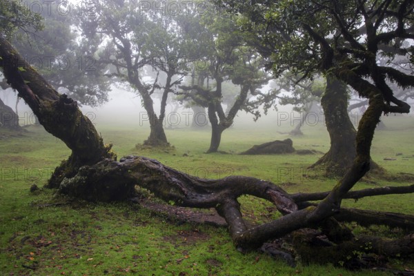 Laurel trees overgrown with moss and plants in the mist, old laurel forest (Laurisilva), stinkwood