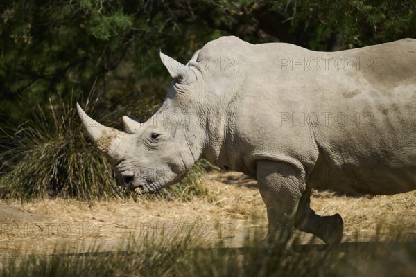 Square-lipped rhinoceros (Ceratotherium simum), walking in the dessert, captive, distribution