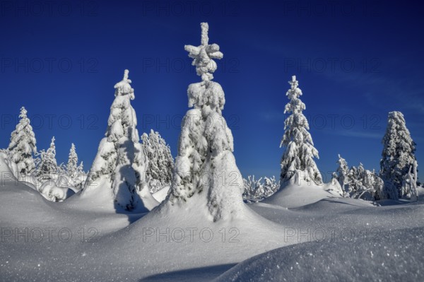 Snowy winter landscape near the Vogelskopf, near Baiersbronn, county Freudenstadt, Black Forest,
