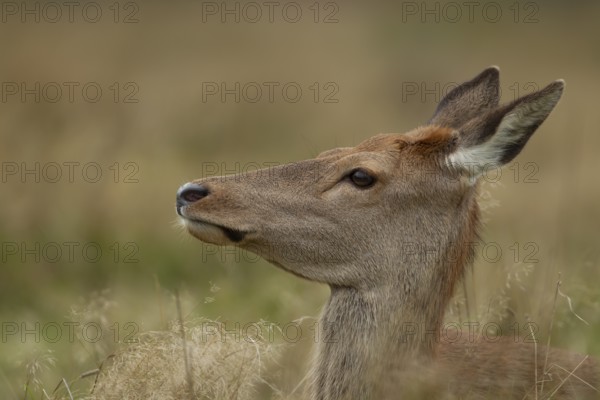 Red deer (Cervus elaphus) adult female hind animal portrait, Surrey, England, United Kingdom,
