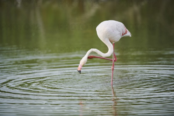 Greater Flamingo (Phoenicopterus roseus) standing in the water, Parc Naturel Regional de Camargue,