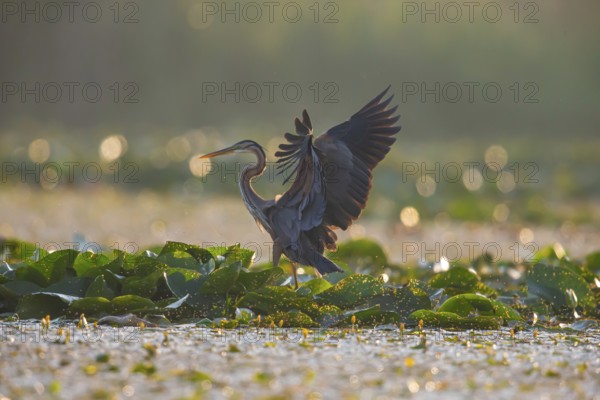 Purple heron (Ardea purpurea), the bird searches for prey in shallow water in the early morning and