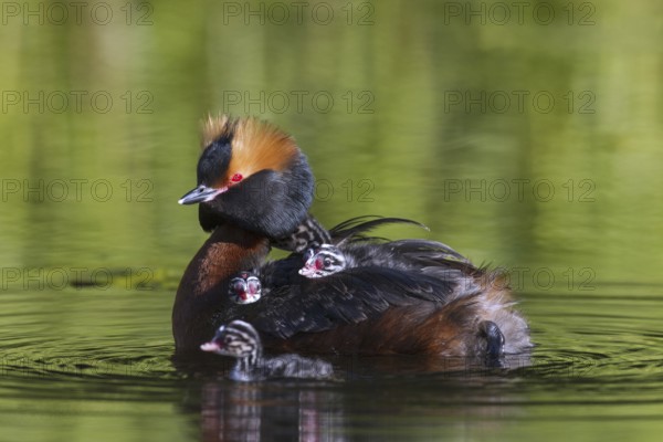 Horned grebe (Podiceps auritus) in breeding plumage swimming in lake while carrying chicks on its