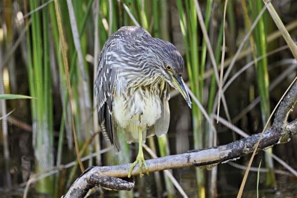 Night heron (Nycticorax nycticorax), young bird sitting on a branch, Canton of Neuchâtel,