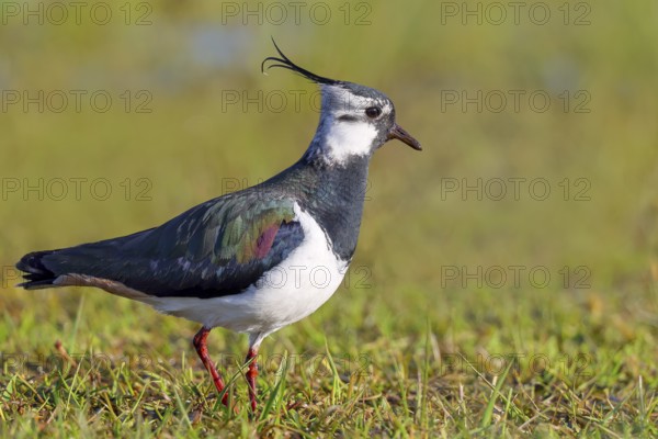 Lapwing (Vanellus vanellus) adult bird foraging in wet meadow, wildlife, animals, birds, plover