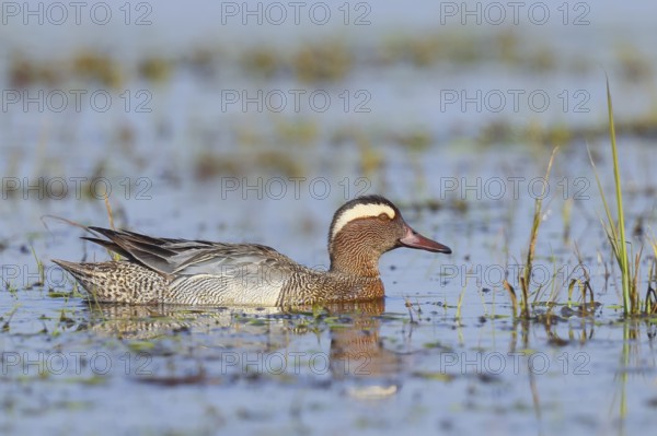 Garganey (Anas querquedula), male in a wet meadow, wildlife, animals, birds, migratory bird,
