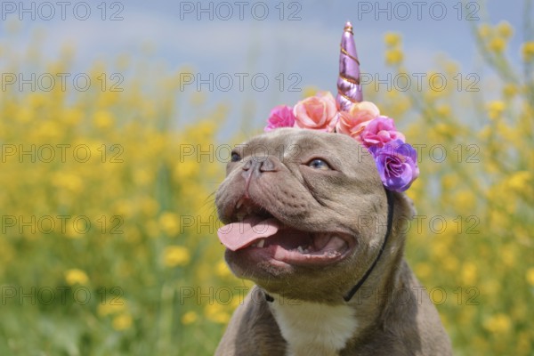 Lilac brindle colored French Bulldog dog with funny pink unicorn headband and tongue sticking out