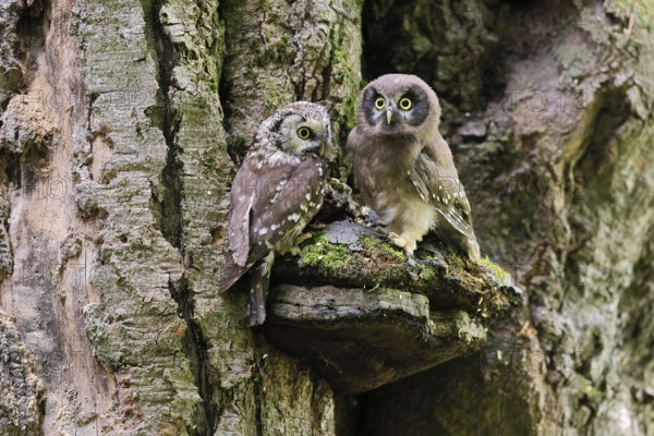 Great Horned Owl (Aegolius funereus), Great Horned Owl, adult, juvenile, on tree, on guard,