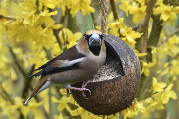 Hawfinch, (Coccothraustes coccothraustes) eats sunflower seeds in forsythia, (Forsythia ×
