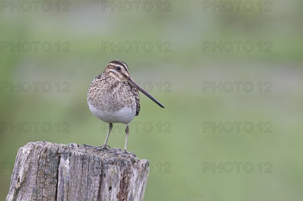 Snipe (Gallinago gallinago), standing on fence posts of a pasture, on moorland, snipe birds,