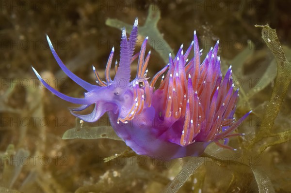 Pink-orange coloured nudibranch Thread snail (Coryphella pedata) with orange-red crawling over