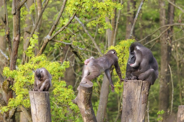 Three Drills (Mandrillus leucophaeus), a male and two females, sit high up on the three stumps of a