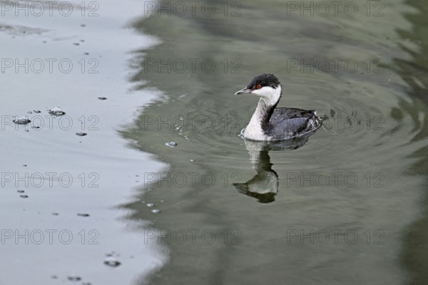 Slavonian Grebe (Podiceps auritus), adult, in adult plumage, winter plumage, swimming in Lake Zug,