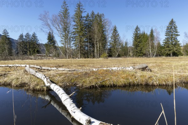 Felled tree trunk bitten by beavers (Castor fibre), beaver bite, moor pond near Oberstdorf,