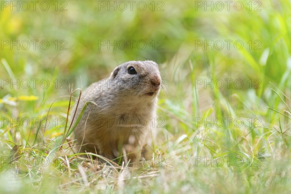 European ground squirrel (Spermophilus citellus) on a meadwo, Bavaria, Germany, Europe