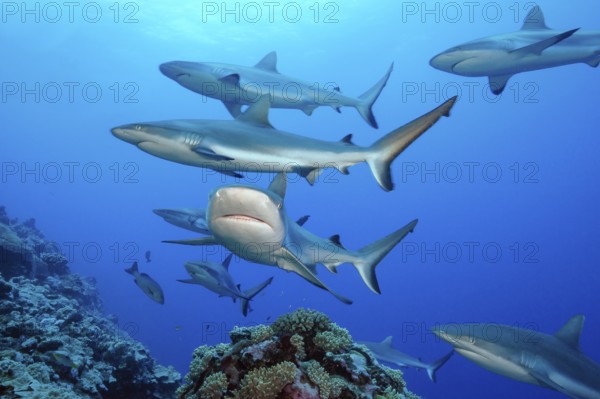 Pack of Grey reef sharks (Carcharhinus amblyrhynchos) Predator Grey reef shark swimming over