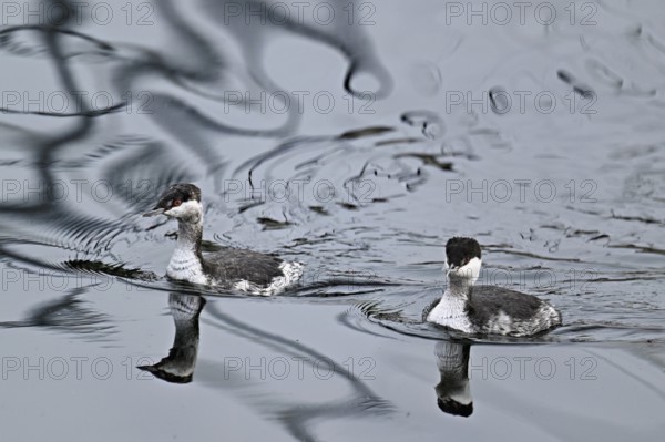 Two Slavonian grebes (Podiceps auritus), adult, in their winter plumage, swimming in Lake Zug,