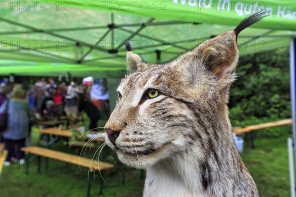 Stuffed lynx (Lynx), exhibit, taxidermy, detail, head portrait, Shepherd and Herding Festival 2017,