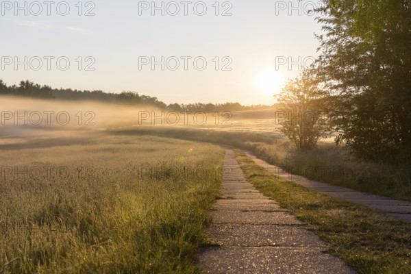 Field path between meadows and grain field with morning mist at sunrise, Bischofswerda, Saxony,