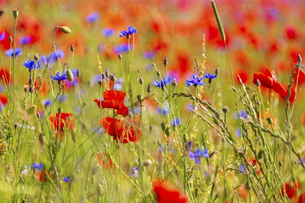 Corn poppy (Papaver rhoeas) and cornflower (Centaurea cyanus) in bloom in a meadow, Saxon
