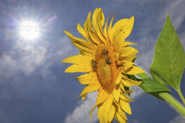 The sun shines down from the sky on a sunflower where some bees are collecting the nectar of the