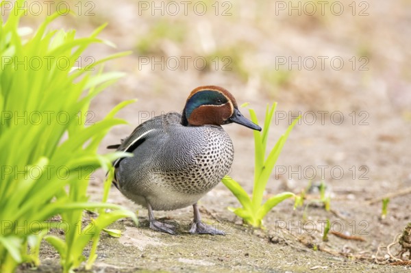 Eurasian teal (Anas crecca) male walking on the ground, Bavaria, Germany, Europe
